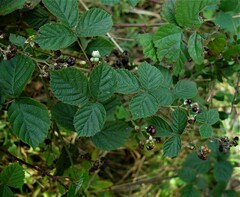 Rubus warrenii