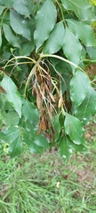 Fraxinus ornus