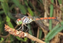 Lathrecista asiatica