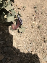 Aristolochia