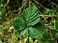 Rubus warrenii