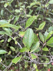 Aronia arbutifolia