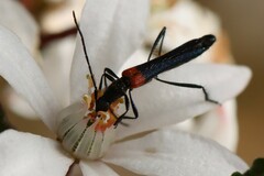 Oroderes humeralis