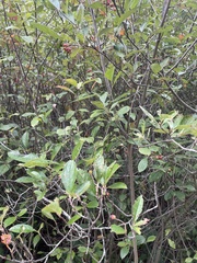 Aronia arbutifolia