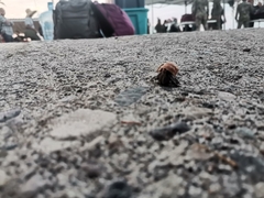 Coenobita