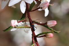 Oroderes humeralis