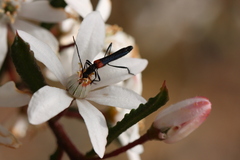 Oroderes humeralis