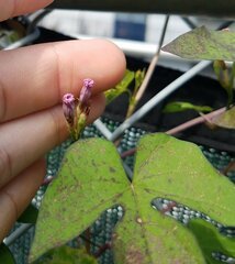 Ipomoea triloba