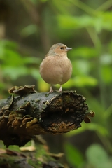 Fringilla coelebs