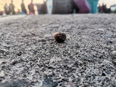 Coenobita