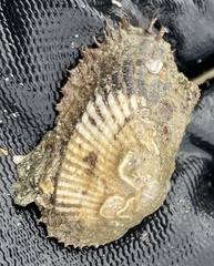 Anadara emarginata