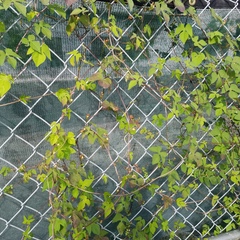 Ipomoea triloba