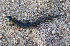 Xantusia vigilis