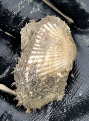 Anadara emarginata