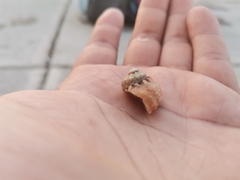 Coenobita
