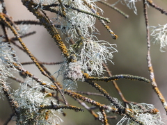 Ramalina farinacea