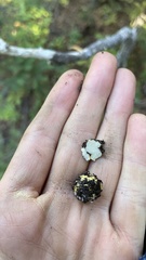 Leucogaster citrinus