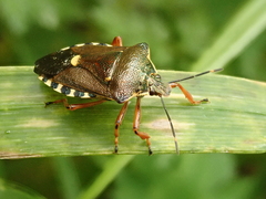 Pinthaeus sanguinipes