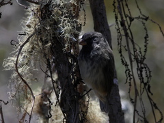Camarhynchus psittacula