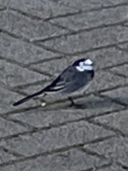 Motacilla alba yarrellii