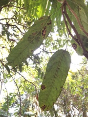 Carronia multisepalea