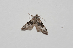 Epirrhoe galiata