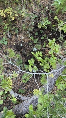 Leucogaster citrinus