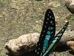 Graphium evemon eventus