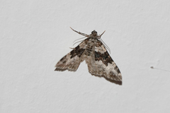 Epirrhoe galiata