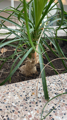 Beaucarnea recurvata