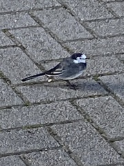 Motacilla alba yarrellii