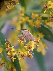 Pentatomidae