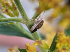 Pentatomidae