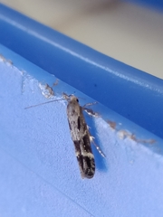 Mompha sturnipennella