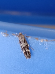 Mompha sturnipennella