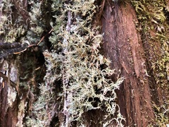 Sphaerophorus globosus