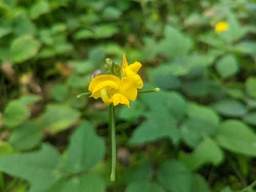 Image of Vigna reflexopilosa by (c) Caleb Catto, some rights reserved (CC BY)