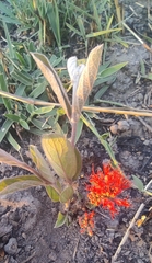 Combretum microphyllum