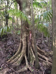 Elaeocarpus kirtonii