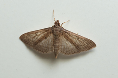 Herpetogramma licarsisalis