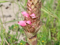 Satyrium carneum
