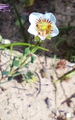 Roepera sessilifolia