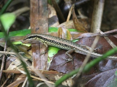Sphenomorphus maculatus