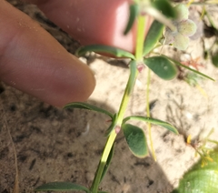 Roepera sessilifolia