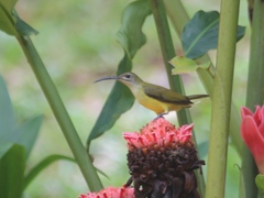 Arachnothera longirostra