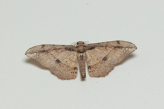 Hyposidra infixaria