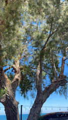 Casuarina equisetifolia