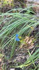 Commelina dianthifolia