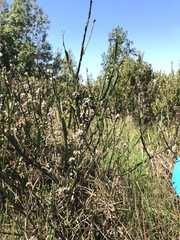 Baccharis sagittalis