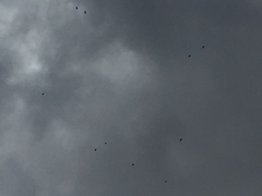 Pyrrhocorax graculus